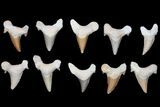 Lot - to Otodus Shark Teeth (Restored) - Pieces #133642-1